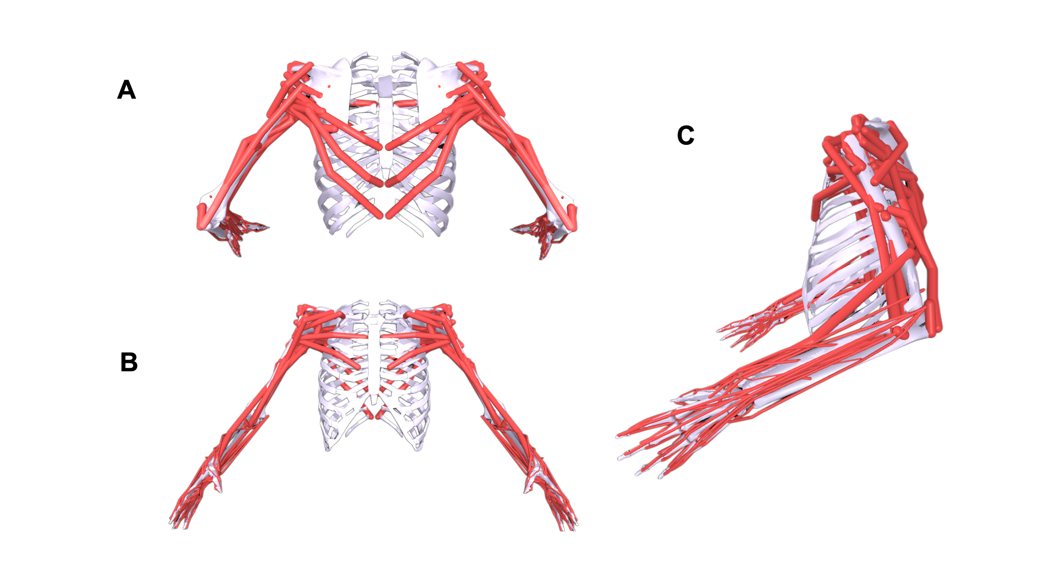 BimanualMuscle model